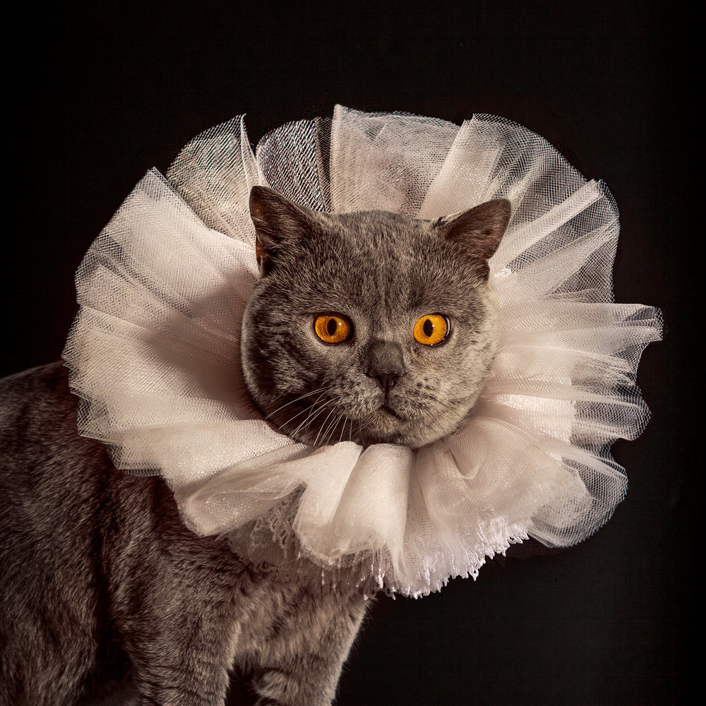 HA_Holly_Andres_Elizabethan Cat Collars_ (10 of 10)